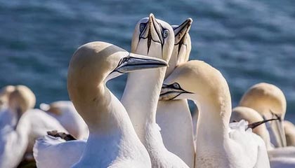 九游下载安装-春节祝福宣？阿奇姆彭出现在大连英博的春节祝福视频当中