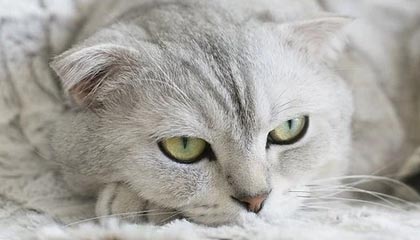 KSG.子旗:比赛上有细节没处理好;胜不骄败不馁输了就找问题