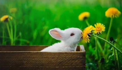 九游下载安装-春节祝福宣？阿奇姆彭出现在大连英博的春节祝福视频当中